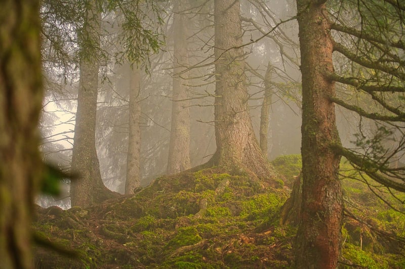 Forest-inspired